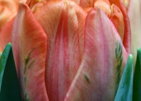 Tulipa Lorenzo (3)